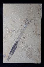 Hibolithes sp. (MONTFORT 1808) - Bild &copy; FossNet FossilienStore